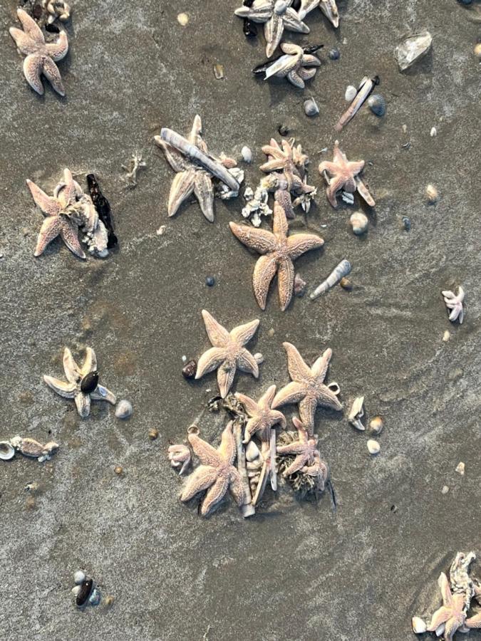 Zwarte Vis Lägenhet Zandvoort Exteriör bild